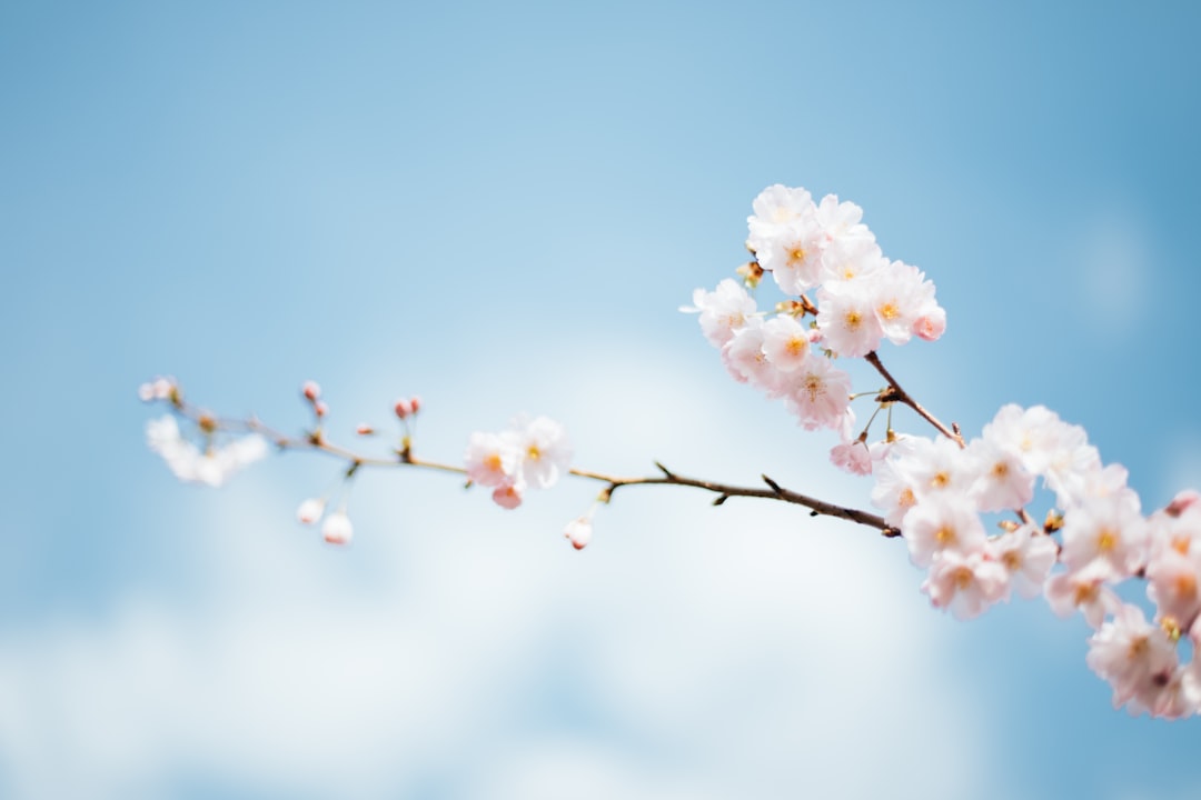 The Beauty of Japanese Fans: A Timeless Tradition